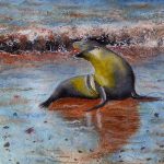 Seal On Galapagos